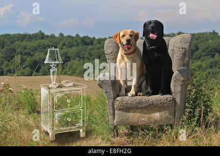 Konzeptuelles Bild von Hunden, die in einem Wohnzimmer im Freien sitzen Stockfoto