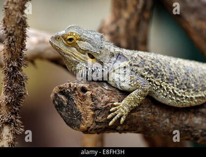 Bartagame liegend auf Ast Stockfoto