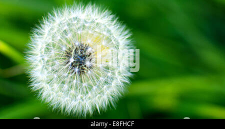 Nahaufnahme einer Löwenzahn Uhr Stockfoto