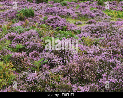 Nahaufnahme der Heidekraut Heide, New Forest National Park, Hampshire, England, Großbritannien Stockfoto