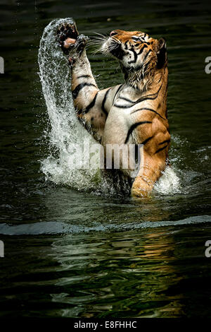 Indonesien, Jakarta spezielle Hauptstadtregion Ragunan, Tiger springen aus dem Wasser, um Nahrung zu fangen Stockfoto