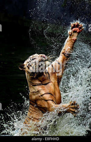 Tiger springen im Fluss, Ragunan, Jakarta, Indonesien Stockfoto