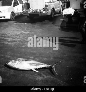 Gelbflossenthun liegt auf dem Boden vor einem Fischmarkt, Maskat, Oman Stockfoto