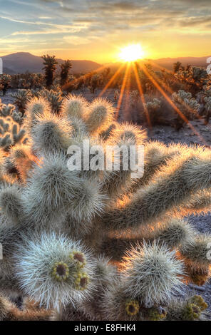 Cholla Cactus Sonnenaufgang, Joshua Tree National Park, California, USA Stockfoto