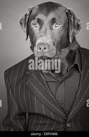 Cool aussehende Schokolade Labrador in Nadelstreifen Anzug Stockfoto