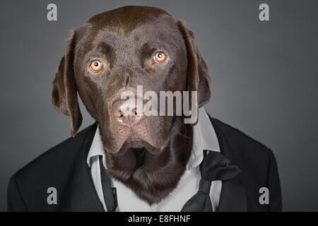 Cool Chocolate Labrador im Smoking vor einem grauen Hintergrund Stockfoto