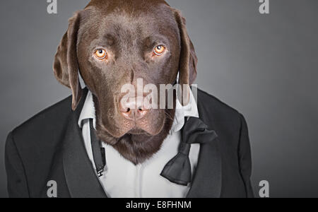 Cool Chocolate Labrador im Smoking vor einem grauen Hintergrund Stockfoto