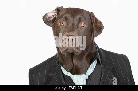 Isolierte Schuss eine intelligente Chocolate Labrador in Nadelstreifen-Jacke Stockfoto