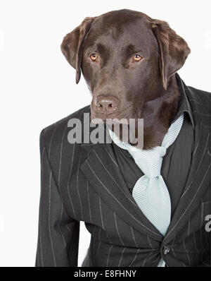 Isolierte Schuss eine intelligente Chocolate Labrador in Nadelstreifen-Jacke Stockfoto