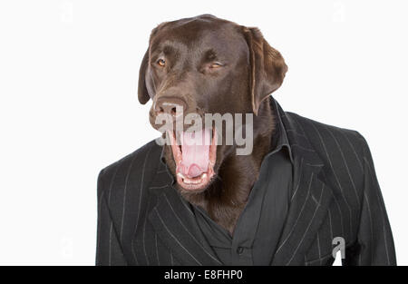 Isolierte Schuss eine intelligente Chocolate Labrador in Nadelstreifen-Jacke Stockfoto