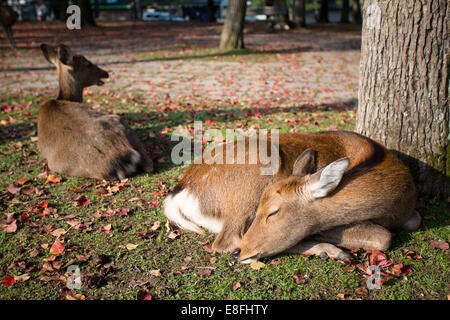 Japan, Kinki-Region, Soraku Bezirk, Nara, Okuyama Auffahrt, Bambi Reh liegend unter Baum Stockfoto