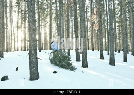 Mann, der einen Weihnachtsbaum durch den Schnee zieht, USA Stockfoto