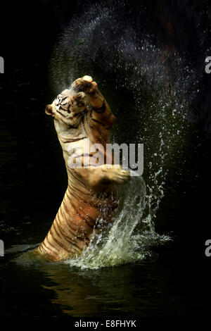 Verspielter Tiger springt aus einem Fluss, Indonesien Stockfoto