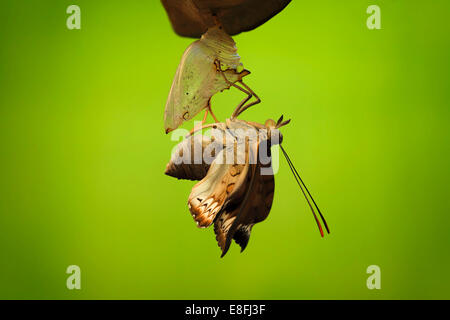 Indonesien, Jember, Ansicht des Tieres in Metamorphose Stockfoto