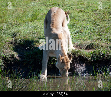 Löwin trinken an einer Wasserstelle, Mpumalanga, Südafrika Stockfoto