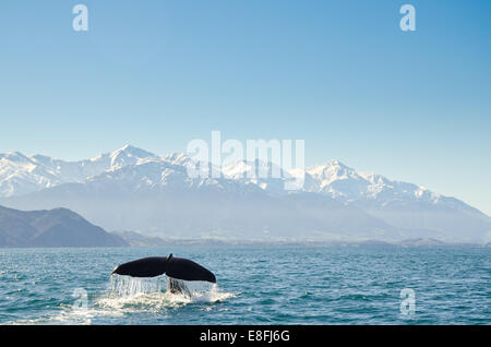 Wal Schwanz fluke im Ozean, Kaikoura, Canterbury, Südinsel, Neuseeland Stockfoto