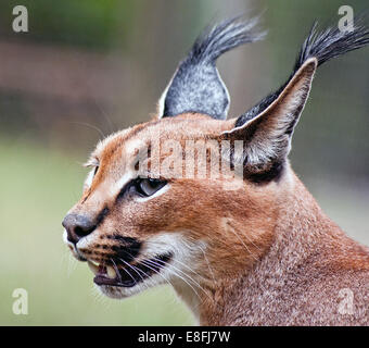 Porträt einer Wildkatze Karakal (Caracal Caracal), Südafrika Stockfoto