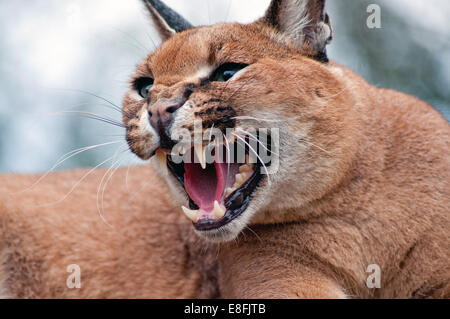 Porträt der Karakal (Caracal Caracal) Knurren, Südafrika Stockfoto