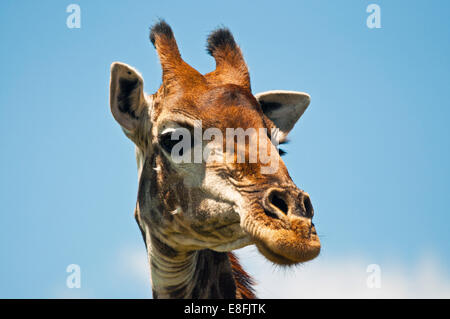 Close-up Portrait von einer Giraffe Kopf, Südafrika Stockfoto