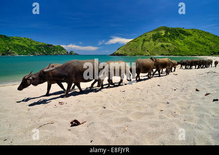 Büffel Mawun Strand entlang, Lombok, Indonesien Stockfoto