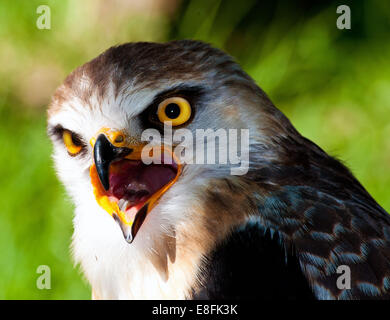 Schwarzmilan geschultert Vogel, Mpumalanga, Südafrika Stockfoto