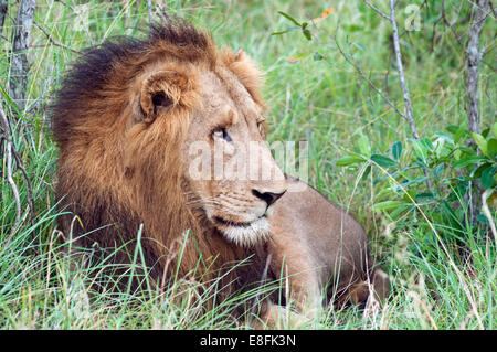 Porträt eines Löwen, Limpopo, Südafrika Stockfoto