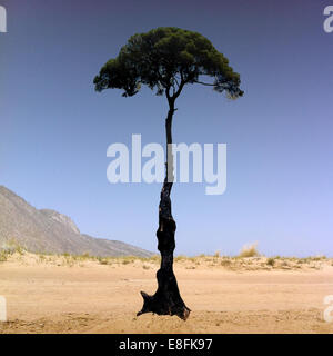 Griechenland, West-Griechenland Peripherie, verbrannten toten Baumstamm mit einem lebenden Baum wächst aus der Spitze, Kaiafas See, Griechenland Stockfoto