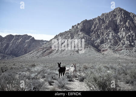 USA, Nevada, Red Rocks State Park, erste Canyon, wilde Esel Stockfoto