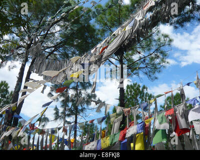 Tibetische Gebetsfahnen hängen in den Bäumen, Himachal Pradesh, Indien Stockfoto