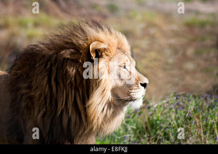 Porträt eines Löwen, Limpopo, Südafrika Stockfoto