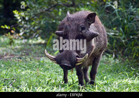 Porträt von einem Warzenschwein, Limpopo, Eastern Cape, Südafrika Stockfoto