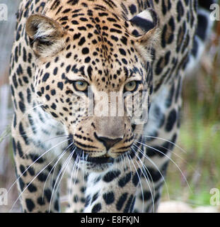 Porträt eines Leoparden, Kruger National Park, Mpumalanga, Südafrika Stockfoto