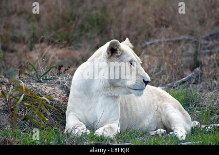 Porträt eines weißen Löwen, Südafrika Stockfoto
