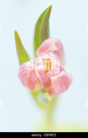 Nahaufnahme von rosa und weiße Tulpe Stockfoto