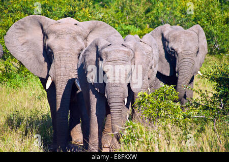 Herde von afrikanischen Elefanten Wandern in Savanne, Mpumalanga, Südafrika Stockfoto