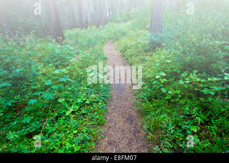 Durch nebligen Wald verfolgen Stockfoto