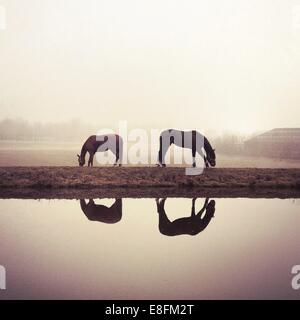 Reflections of two Horses grasen in a field, Niederlande Stockfoto