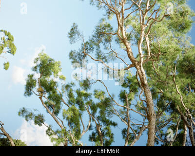 Provence, Frankreich Zweige der Strandkiefern mit blauem Himmel Stockfoto