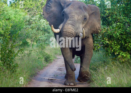 Elefant Stier stehend auf Road, Limpopo, Südafrika Stockfoto