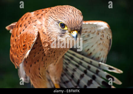 Porträt von einem Rock Turmfalke, Saldanha Bay, Western Cape, Südafrika Stockfoto