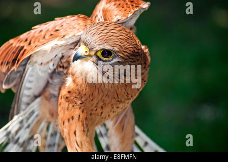 Porträt von einem Rock Turmfalke, Saldanha Bay, Western Cape, Südafrika Stockfoto