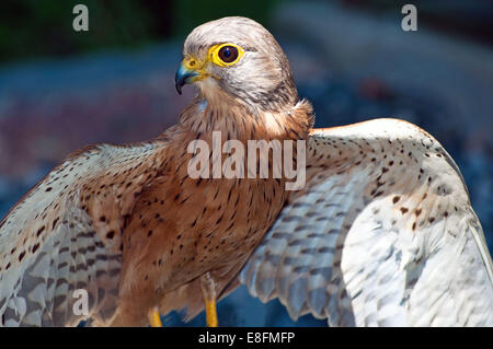 Porträt von einem Rock Turmfalke, Saldanha Bay, Western Cape, Südafrika Stockfoto