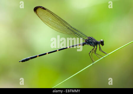 Bambus-Segel-Libelle auf einer Pflanze, Bengkajang, West Kalimantan, Indonesien Stockfoto