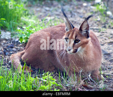 Karakal (Caracal Caracal) Limpopo, Südafrika Stockfoto