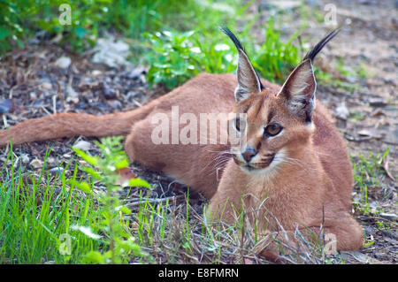 Karakal (Caracal Caracal) Limpopo, Südafrika Stockfoto