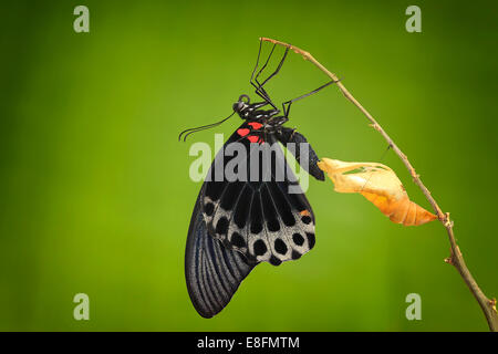 Schmetterling aus seiner Puppe Jember, Indonesien Stockfoto