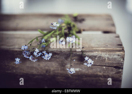 Vergissmeinnicht Blumen auf alte Holzkiste Stockfoto