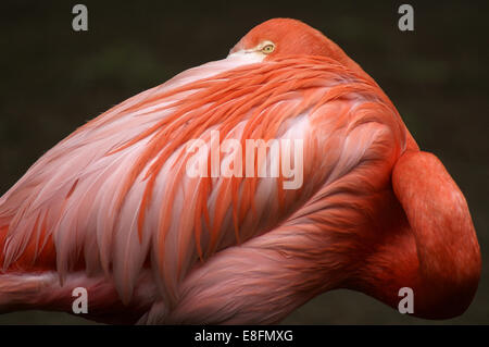 Porträt von rosa flamingo Stockfoto