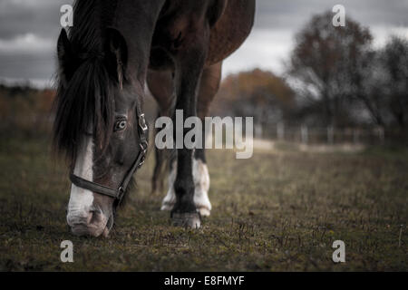 Pferd grasen in einem Feld im Herbst, Norwegen Stockfoto