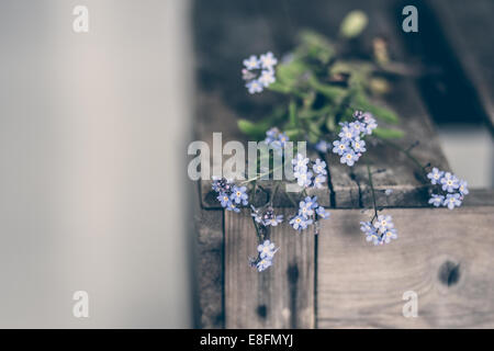 Vergissmeinnicht Blumen auf Holzkiste Stockfoto